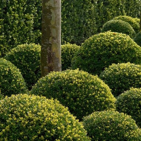 ilex-crenata-dark-green.jpg