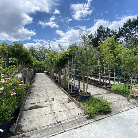 image00015.jpeg