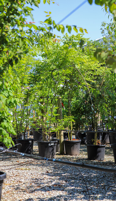 Ontdek ons aanbod (meerstammige) bomen