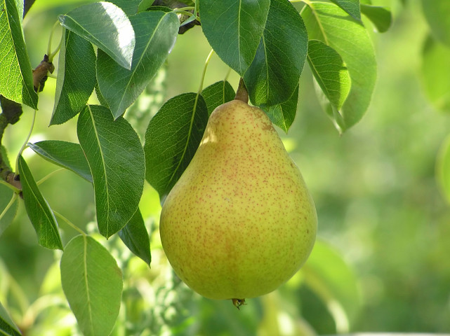 fruitboom kopen: peer