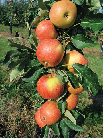 James Grieve fruitbomen
