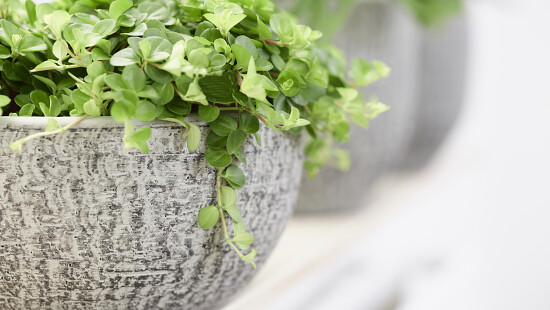 karlijn-mint-04.jpg