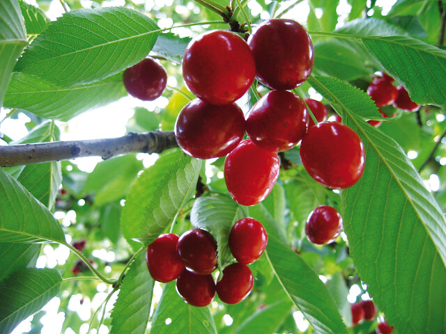 fruitbomen kopen: kersen