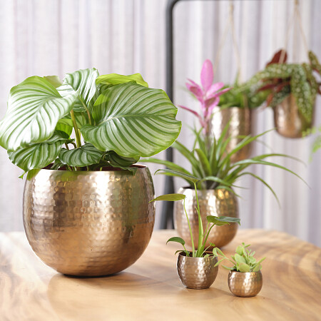 kody-rose-gold-02.jpg