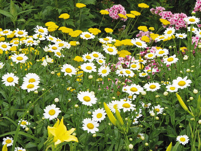 Vaste planten kopen voor tuin - Tuincentrum