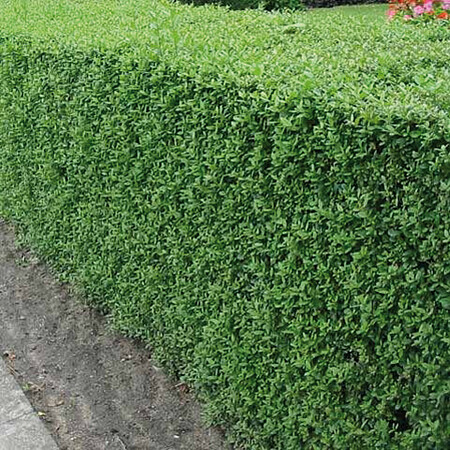 ligustrum-vulgare-atrovirens.jpg