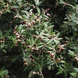 meerst-ilex-779964-340.jpg