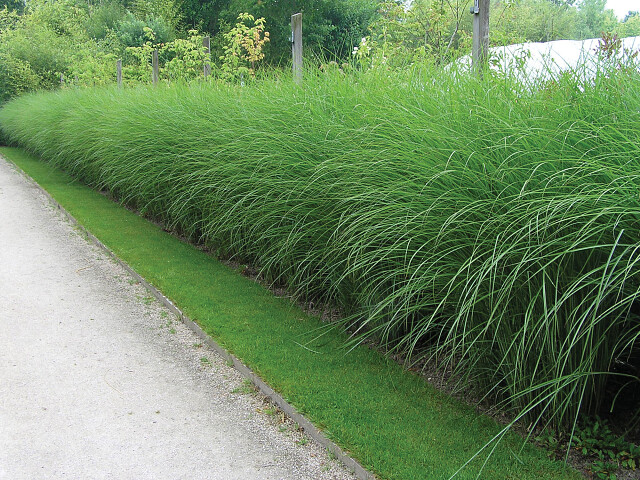Conclusie Verdeelstuk Vierde Siergrassen kopen voor uw tuin - Tuincentrum De Molen