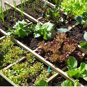 moestuin-beginnen-makkelijke-moestuin-bak-vierkante-meter-moestuin.jpg