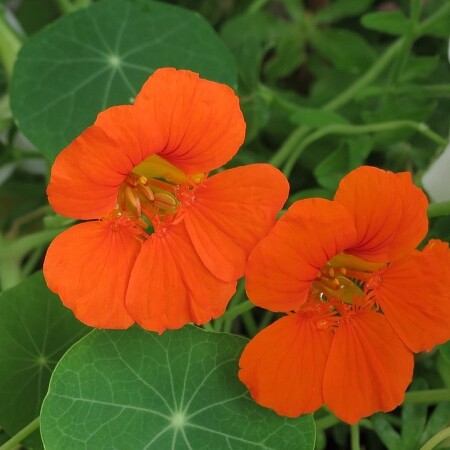 nasturtiums-369479-1280.jpg