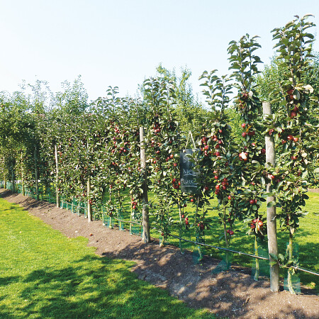 p-10-fruit.jpg