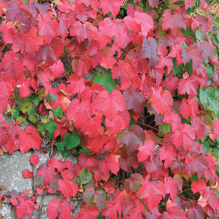 parthenocissus-tric.-veitchii-boskoop---herfst-4.jpg
