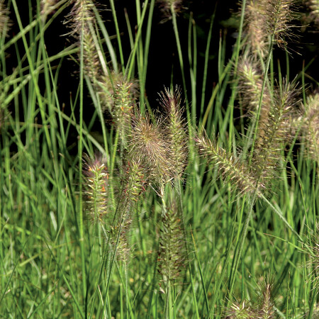 pennisetum-2.jpg