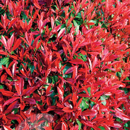 photinia-fraseri-red-robin.jpg