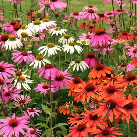 purple-coneflower-3517969-1280-1-.jpg
