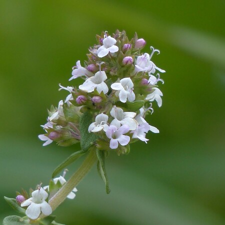 real-thyme-123146-1920.jpg