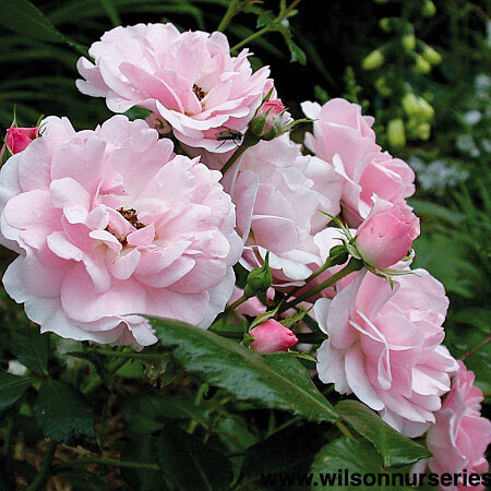 rosa-bonica-2.jpg