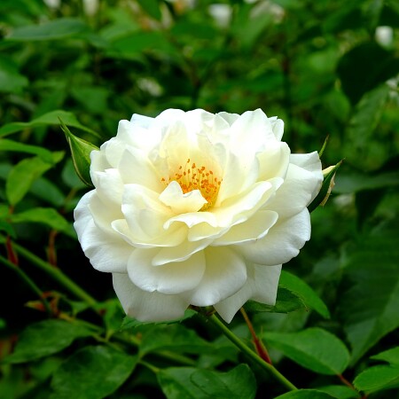 rose-889951-1920.jpg