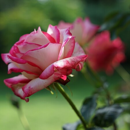 roses-5314710-1920.jpg