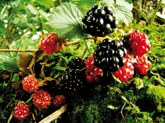 kleinfruit in je tuin
