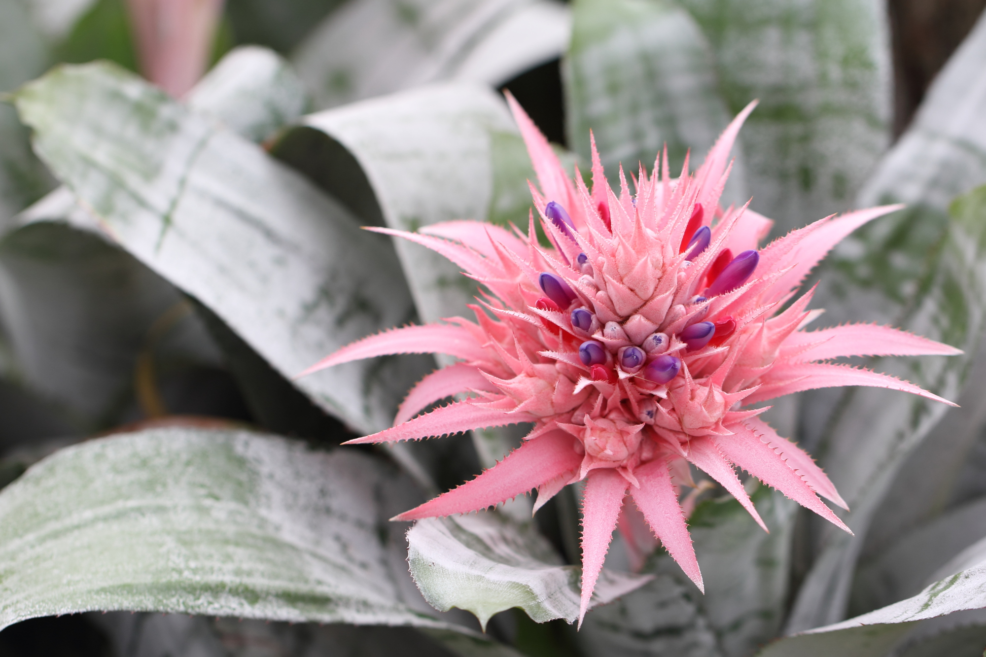 Les plantes d'intérieur fleuries - Tuincentrum De Molen