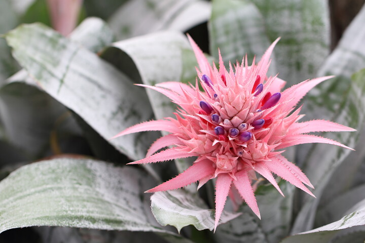 Bromelia: prachtig bloeiende kamerplant