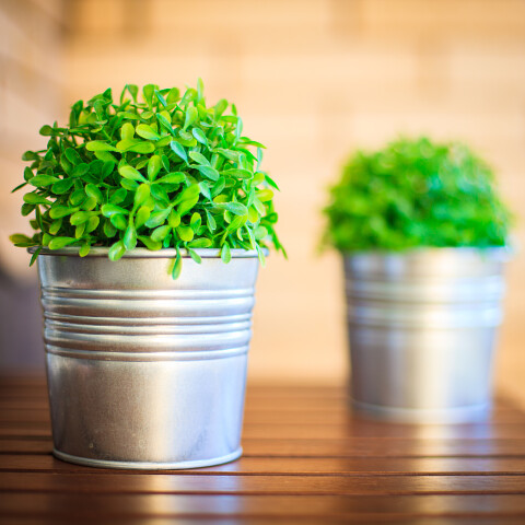 natuurechte zijdeplanten