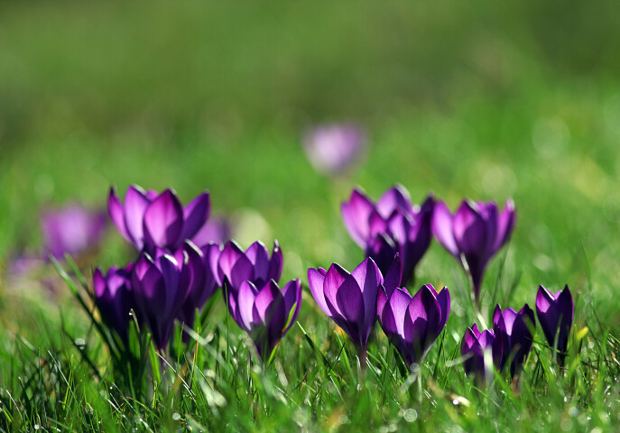 bolplant: krokus