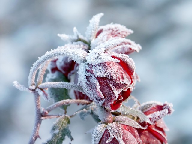 Noppenfolie, winterhoezen en vliesdoek als winterbescherming voor de plant