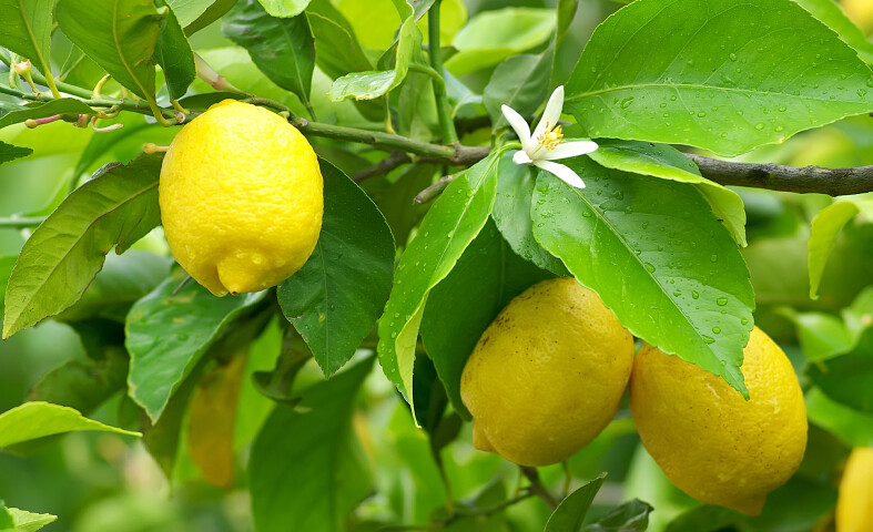 Citrusplanten op terras