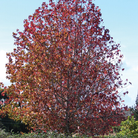 starr_061204-1831_liquidambar_styraciflua.jpg