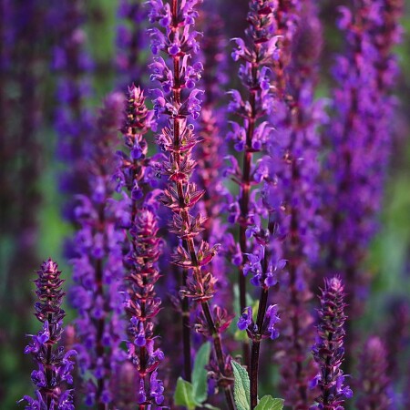 steppe-sage-5295139-1920.jpg