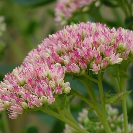 stonecrop-3640567-1280.jpg
