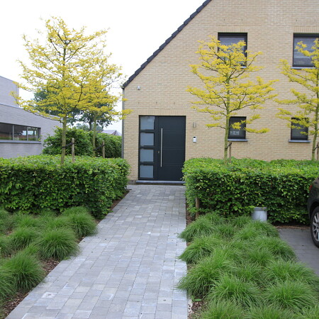 thema_9_Gleditsia_triacanthos_Sunburst_voortuin2.JPG