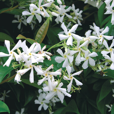 trachelospermum-jasminoides-6.jpg