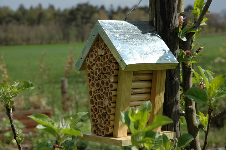 Insectenhotel kopen