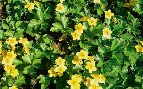 plant de fraisiers bio