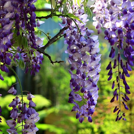 wisteria-2356259-1920.jpg